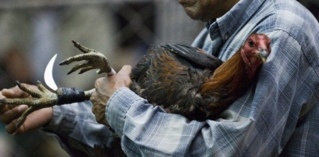 Blade Cockfighting