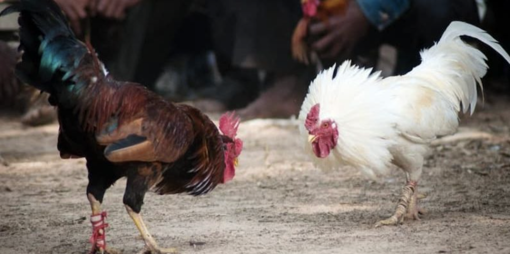 Blade Cockfighting