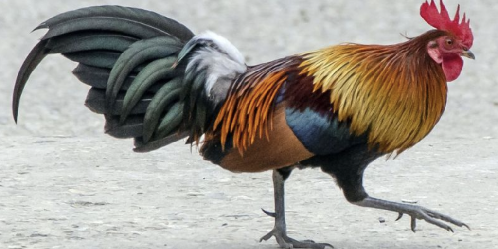 Chicken Feather Care