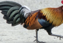 Chicken Feather Care: A Complete Guide For Healthy Plumage Chicken Feather Care