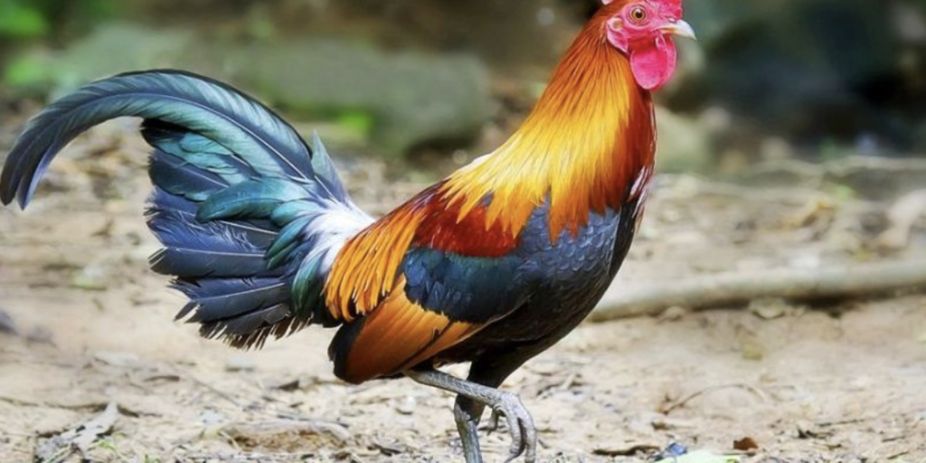 Chicken Feather Care