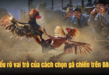 Cách Chọn Gà Chiến – Cẩm Nang Đánh Giá Gà Mạnh Trên Hi88 Hi88