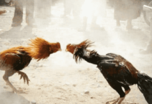 The Best Way To Bet On Live Cockfighting At Thomo 2026 cockfighting