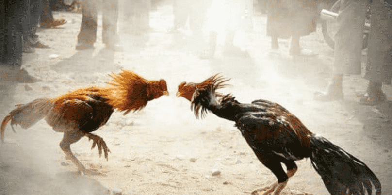 cockfighting
